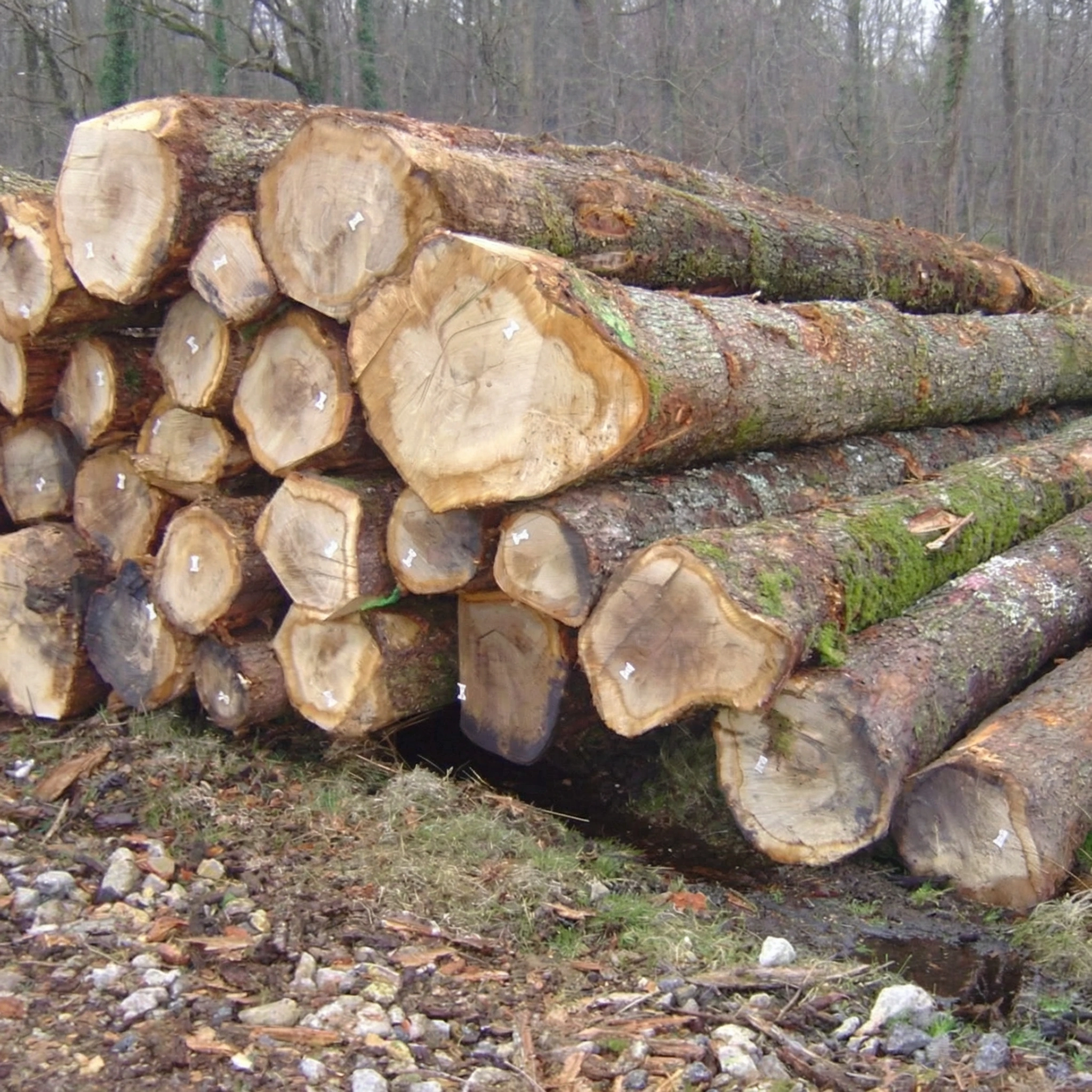 Grumes de frêne